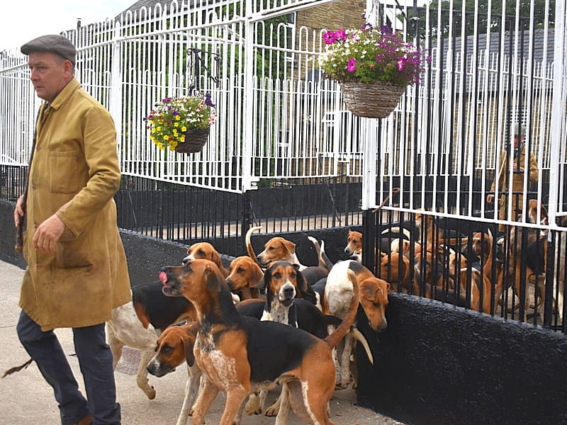 Huntsman Danny Carroll leading out his Barlow hounds for exercise